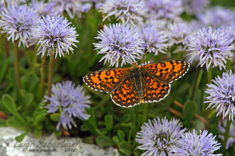 Melitaea trivia